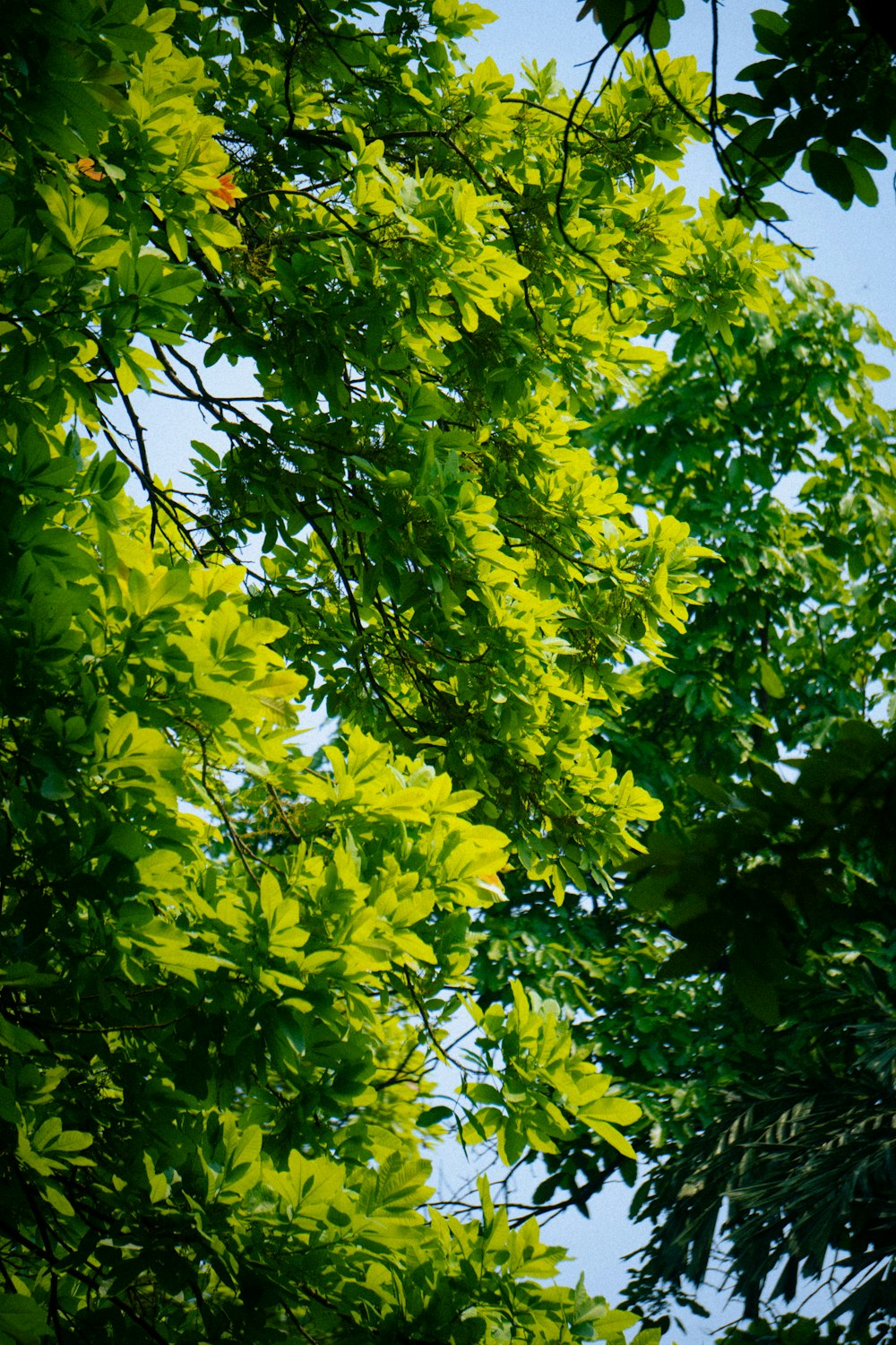 a bird is perched on a tree branch