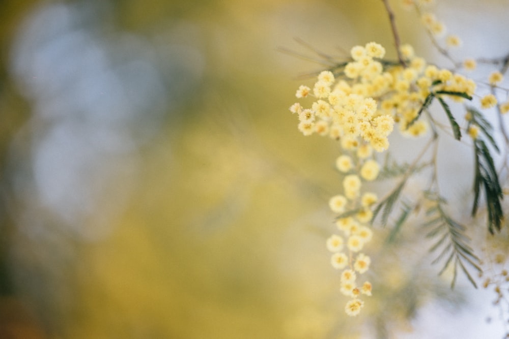 a branch of a tree with yellow flowers