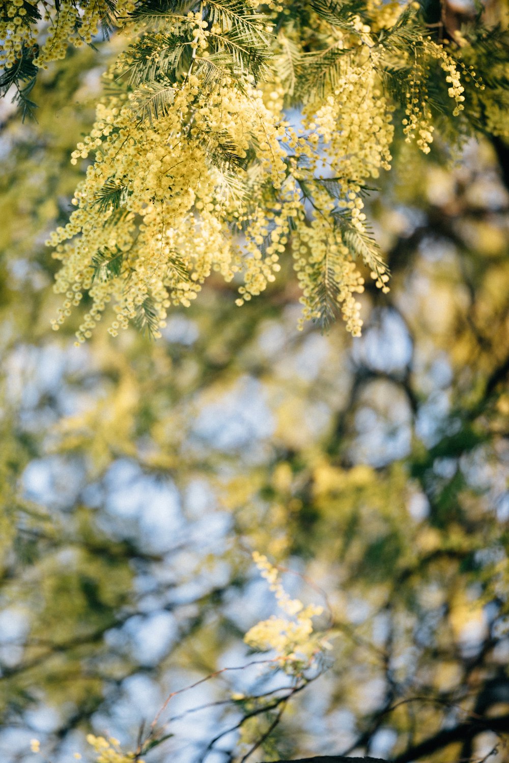 a bird is perched on a branch of a tree