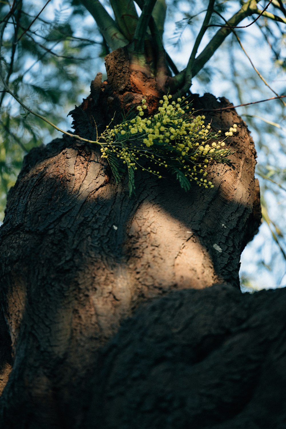 a close up of a tree trunk with a plant growing on it