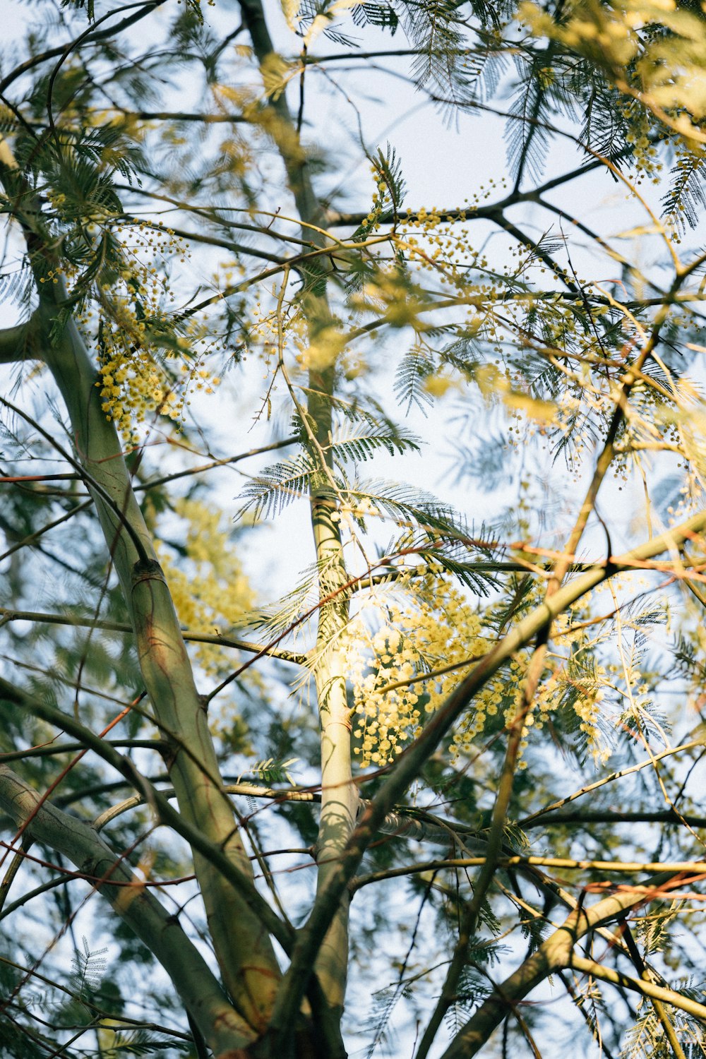 a bird perched on top of a tree branch