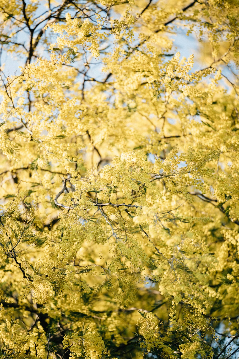 a tree with yellow flowers in the foreground and a blue sky in the background