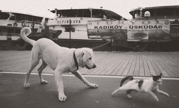 a black and white photo of two dogs and a cat