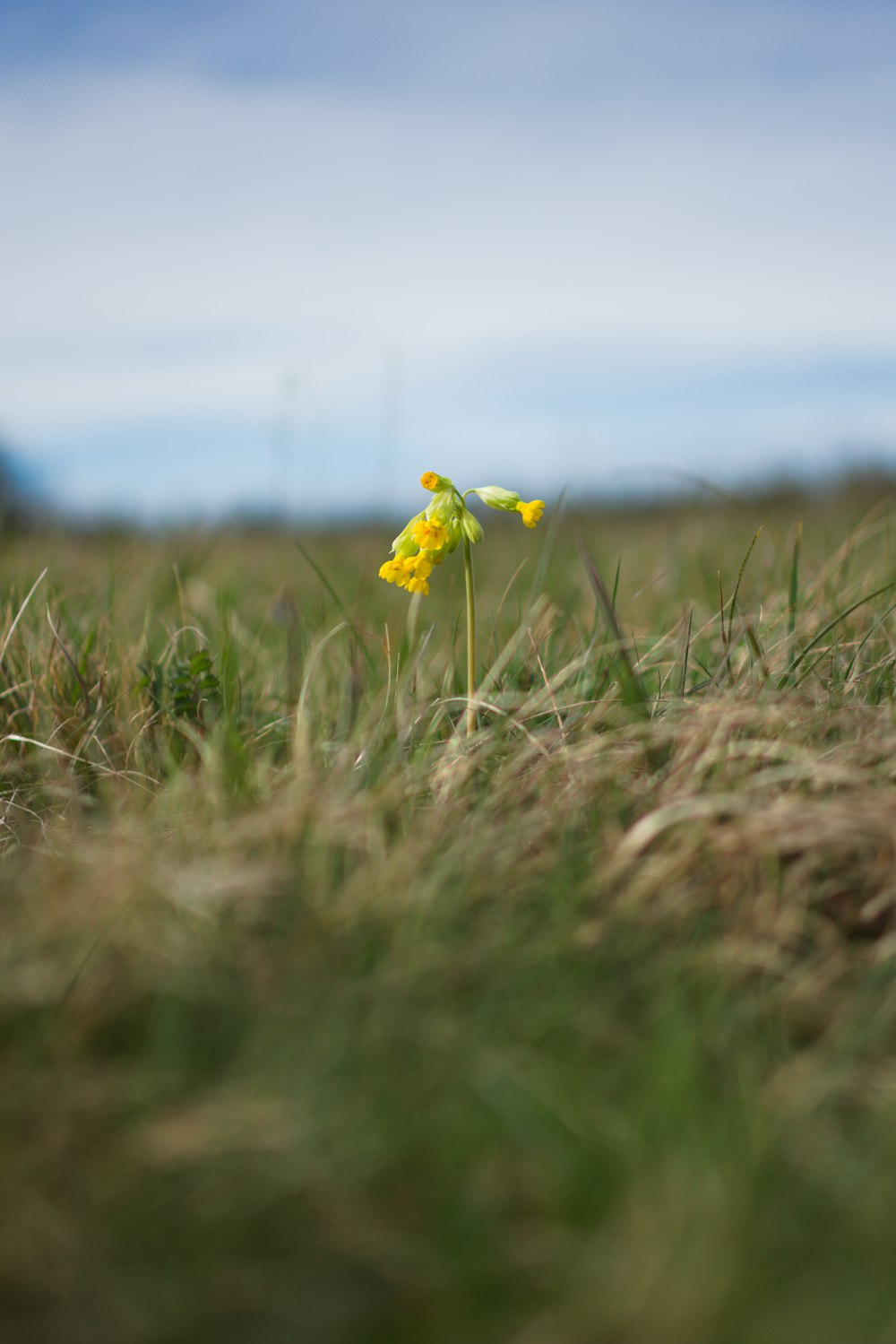 uma pequena flor amarela em um campo gramado