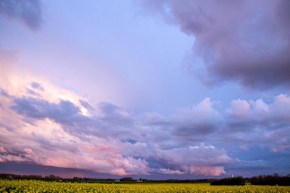 a field of yellow flowers under a cloudy sky