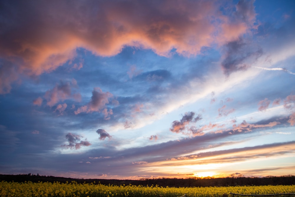 a field of yellow flowers under a cloudy sky