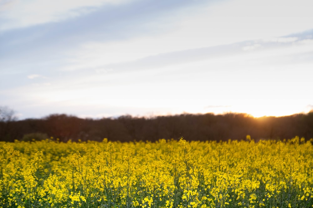 a field full of yellow flowers under a blue sky