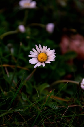 a white flower with a yellow center sitting in the grass