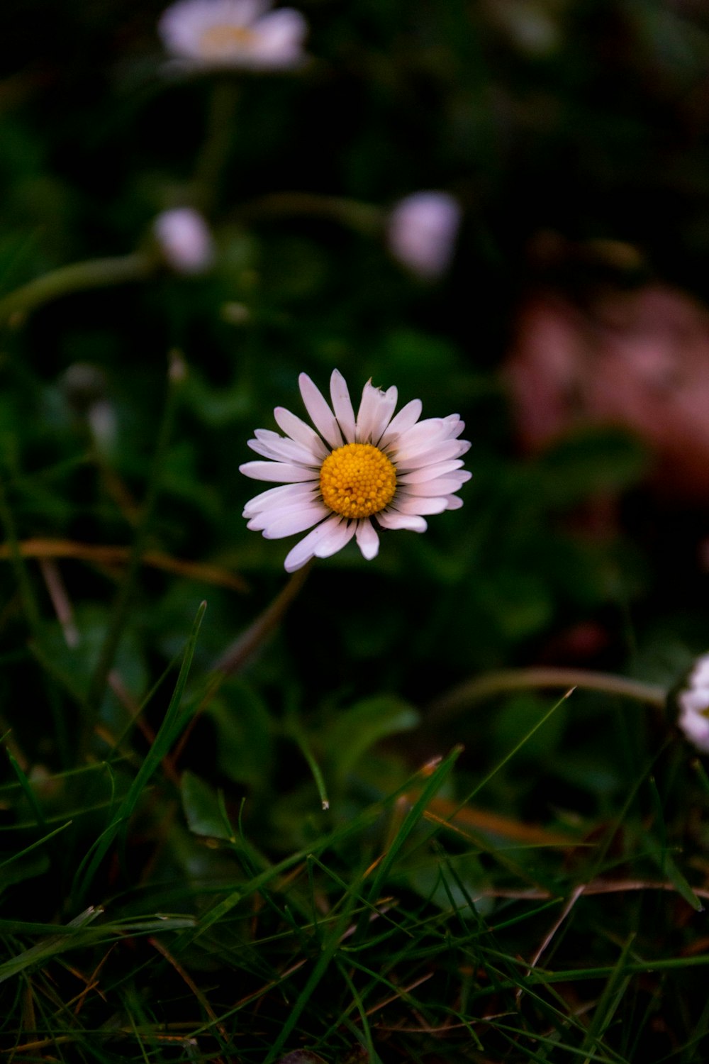 a white flower with a yellow center sitting in the grass