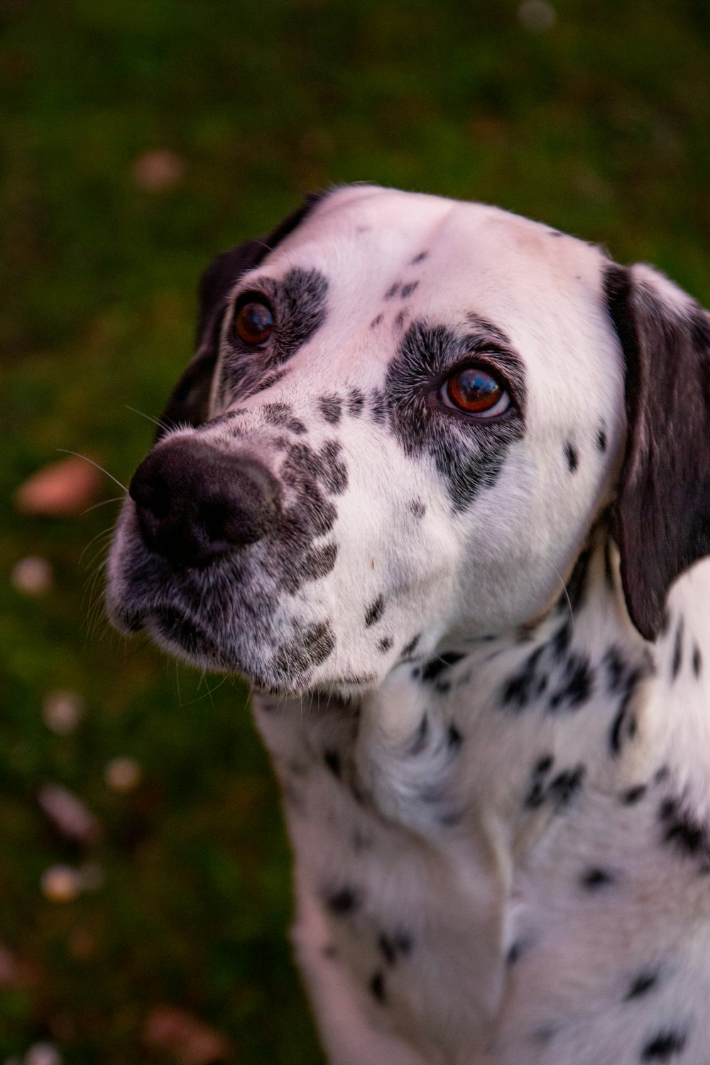 a dalmatian dog looking up at the camera
