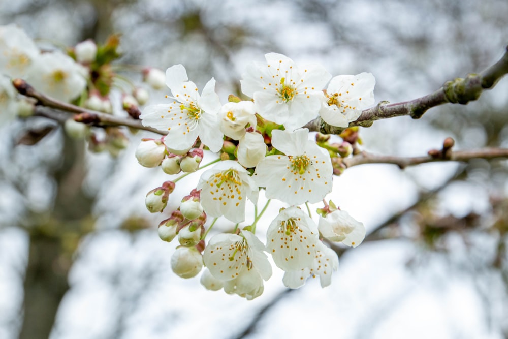 gros plan d’un arbre avec des fleurs blanches