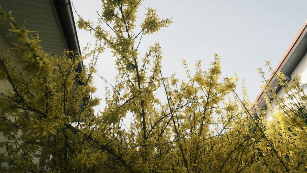 a tree with yellow leaves in front of a house