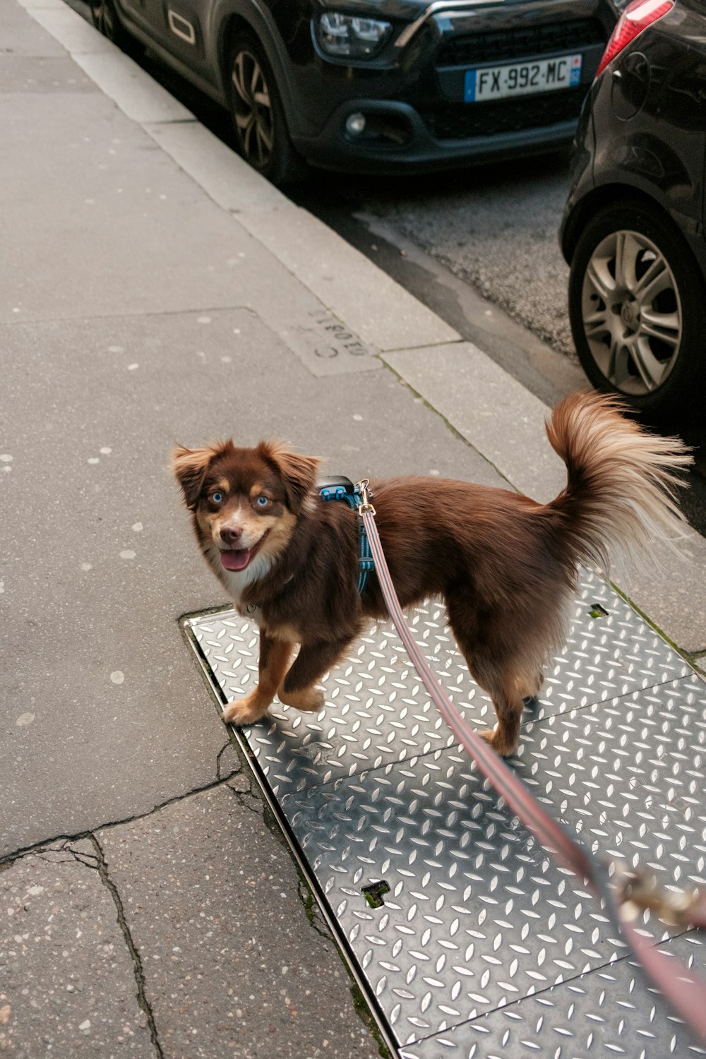 a small brown dog on a leash on a sidewalk