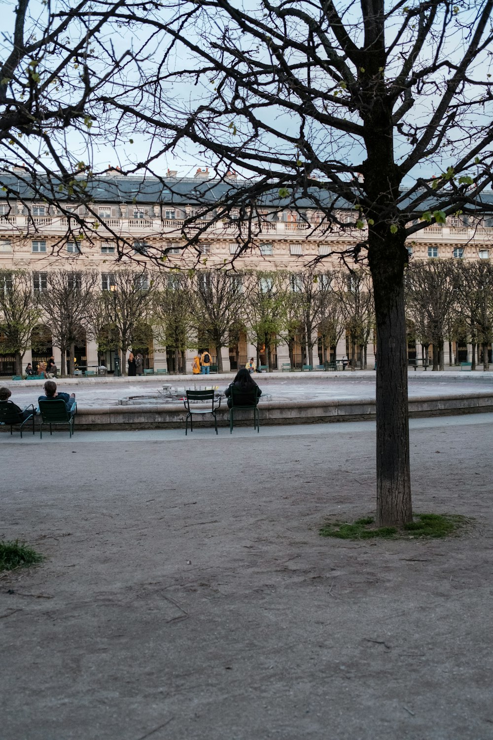 a couple of benches sitting next to a tree