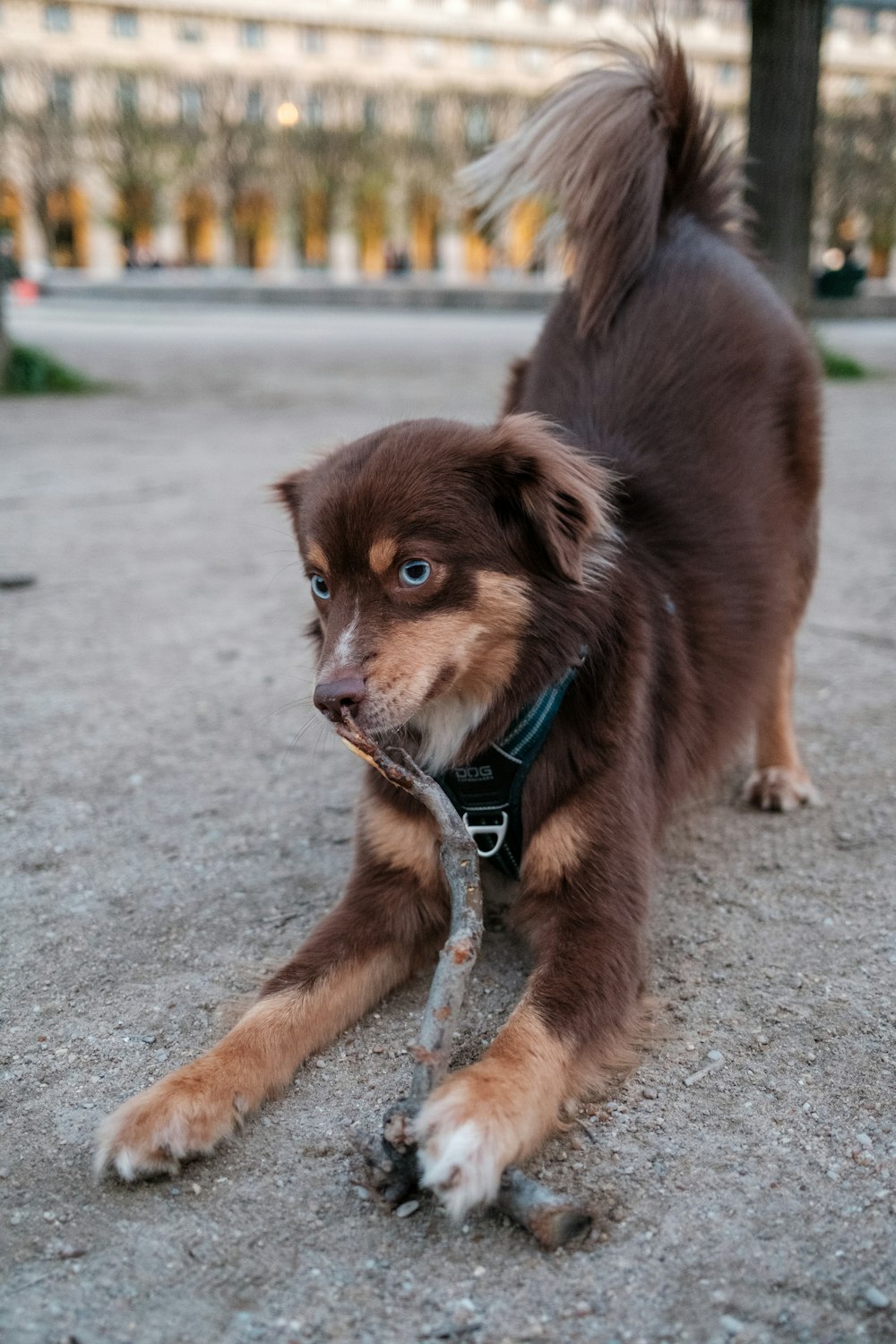 a brown and white dog holding a stick in its mouth