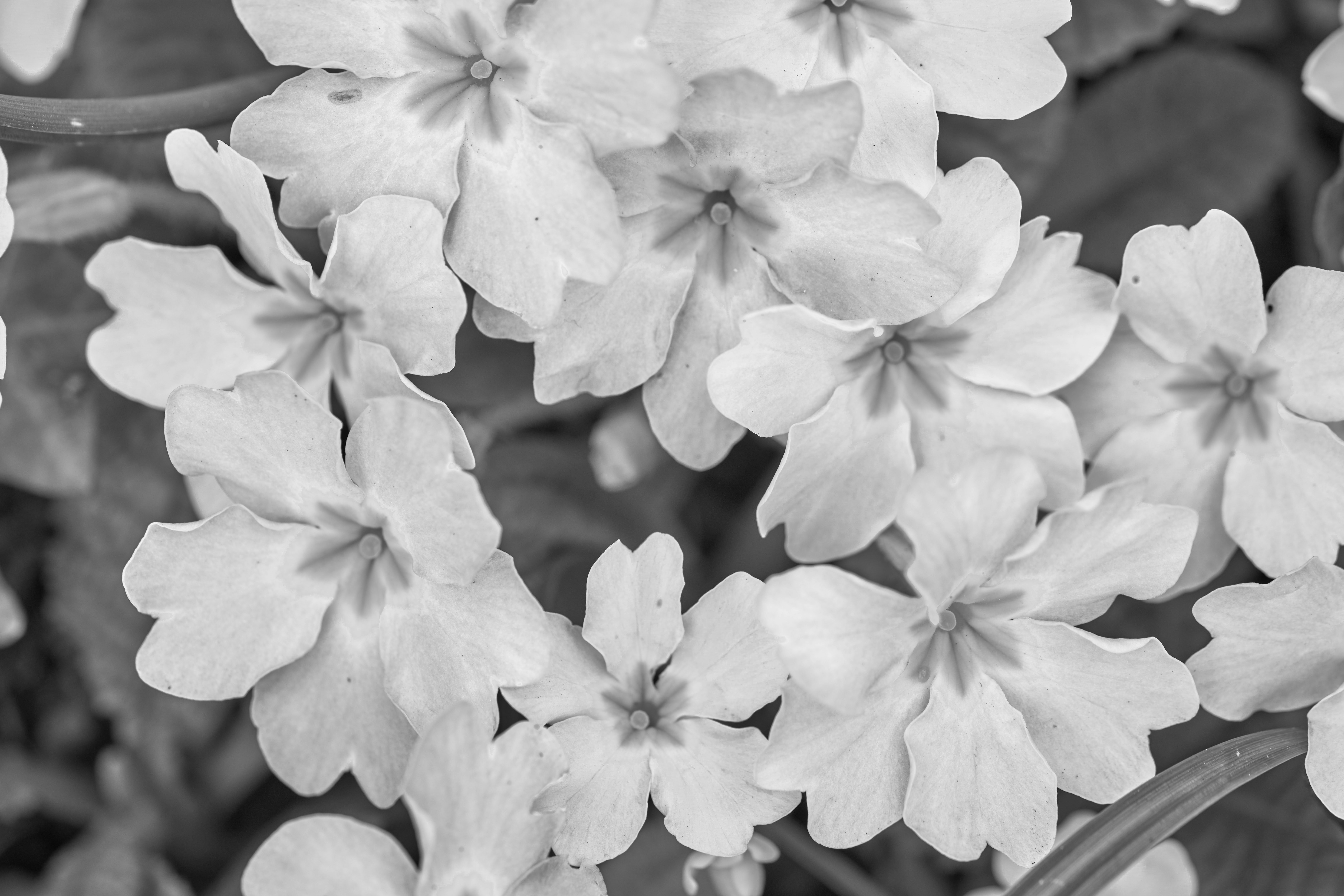 Photo by wolfgang_hasselmann