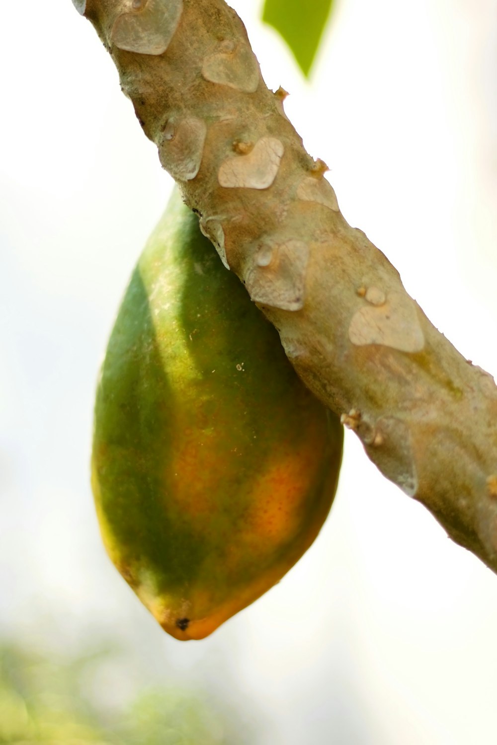 a close up of a fruit hanging from a tree