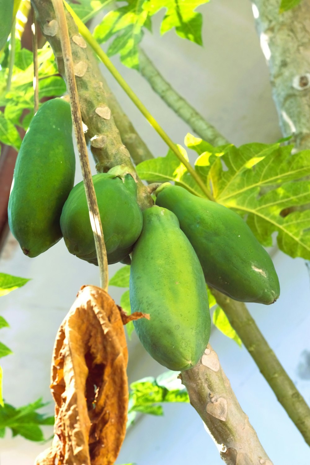 a bunch of green fruit hanging from a tree