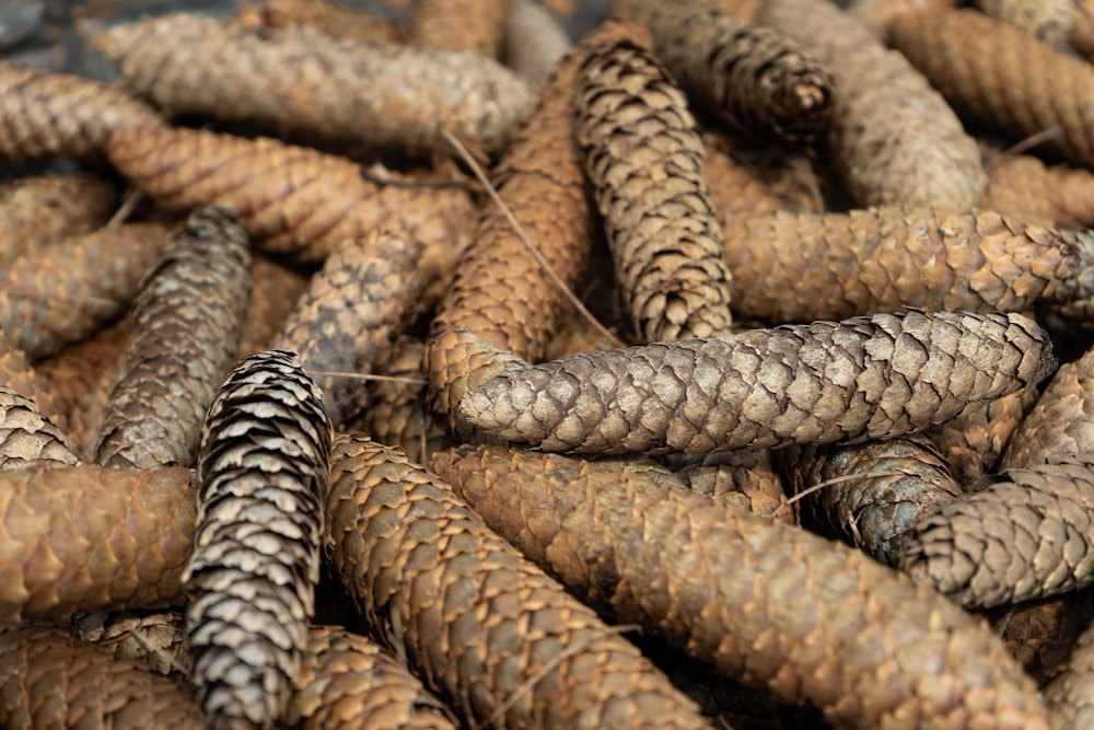 a pile of pine cones are piled on top of each other