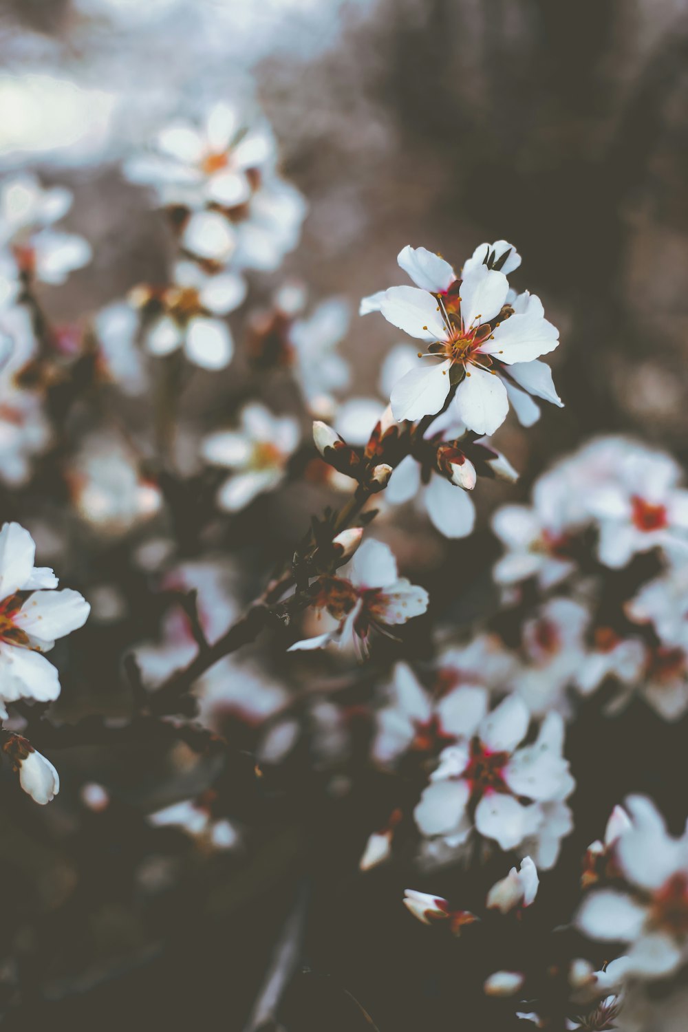 a bunch of white flowers that are on a tree