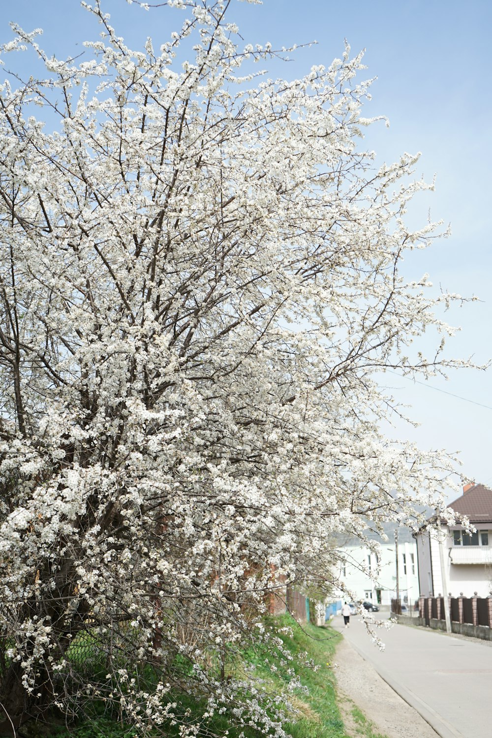 a tree with white flowers in the middle of a street