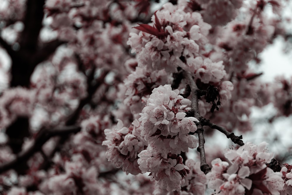 a tree with lots of pink flowers on it