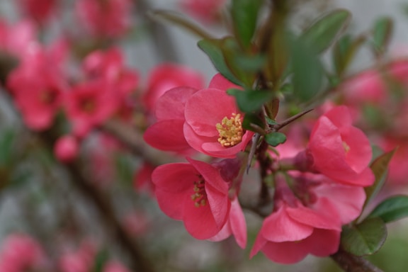 a close up of a pink flower on a tree