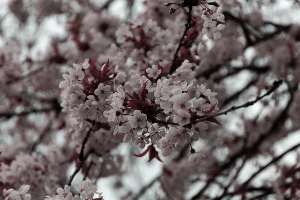 a close up of a tree with lots of flowers