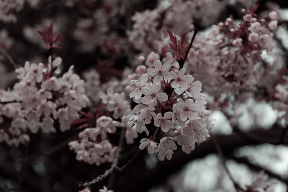 a close up of a tree with pink flowers