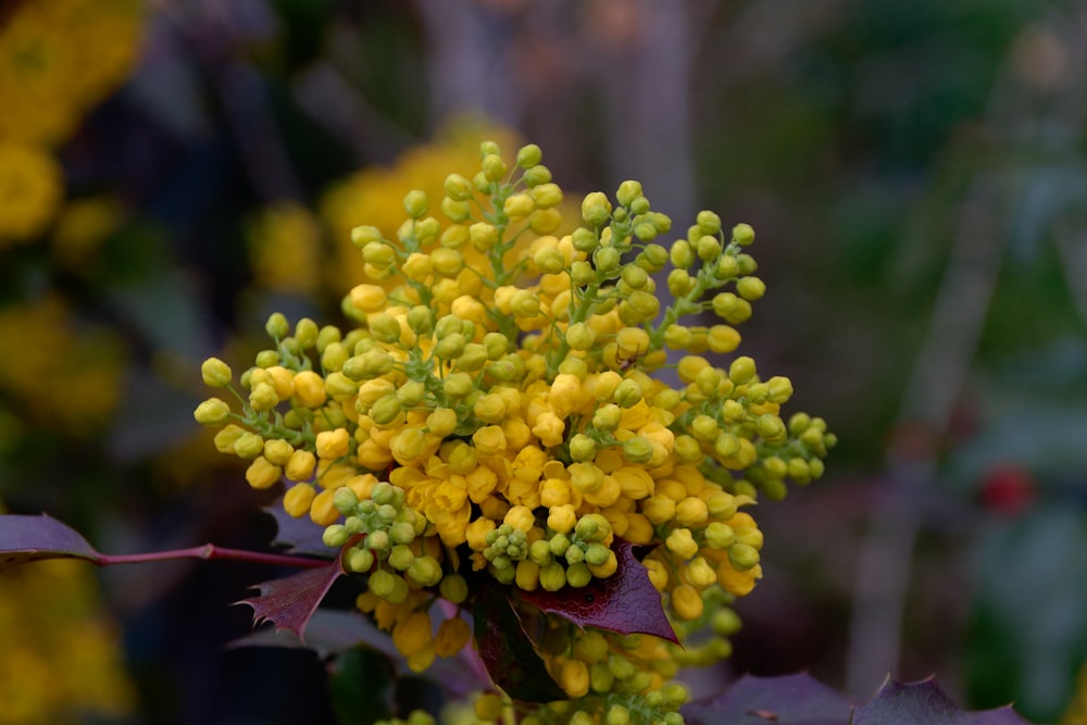 a close up of a bunch of yellow flowers