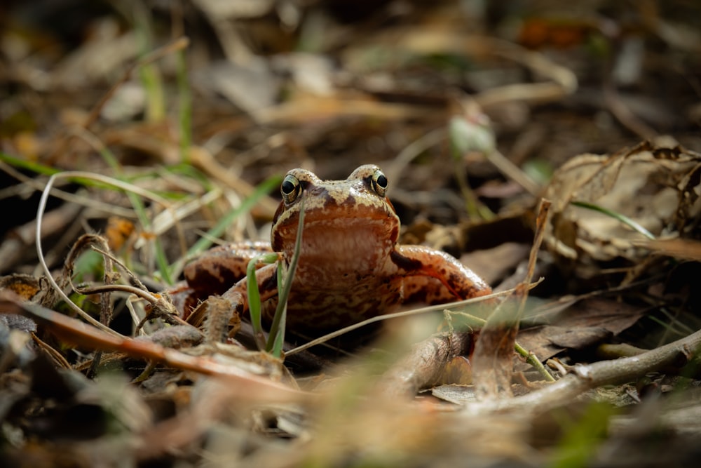 a frog sitting on the ground in the grass