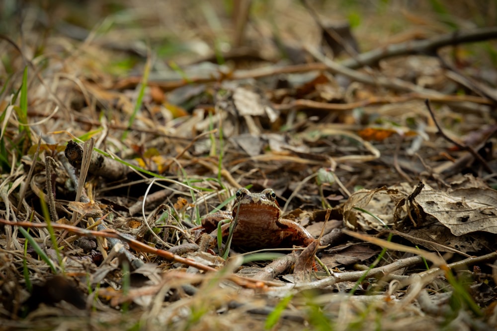 ein kleiner Vogel, der auf dem Boden im Gras sitzt