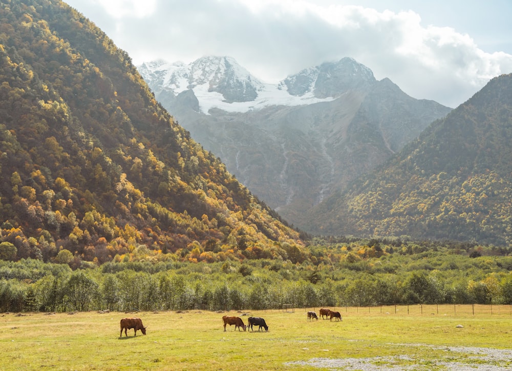 a herd of cattle grazing on a lush green field