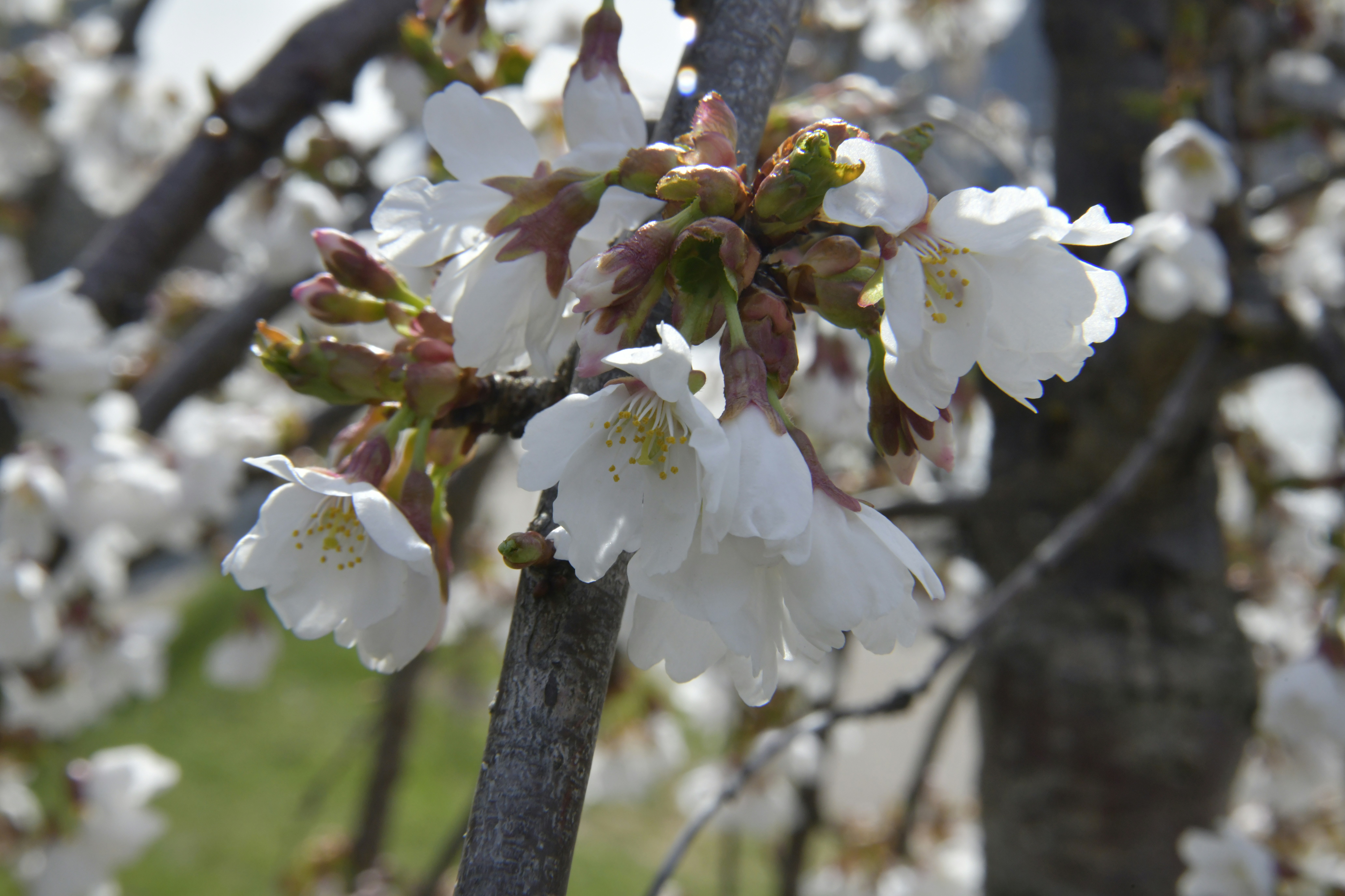 Photo by adrianswtam