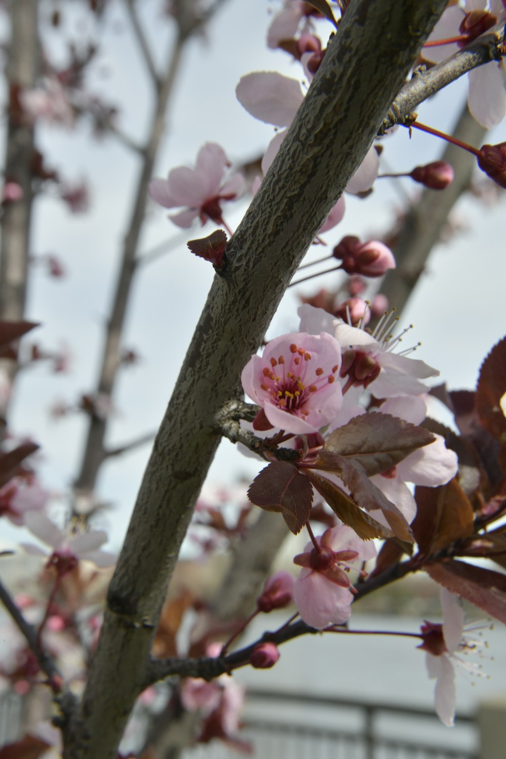 a close up of a tree with pink flowers