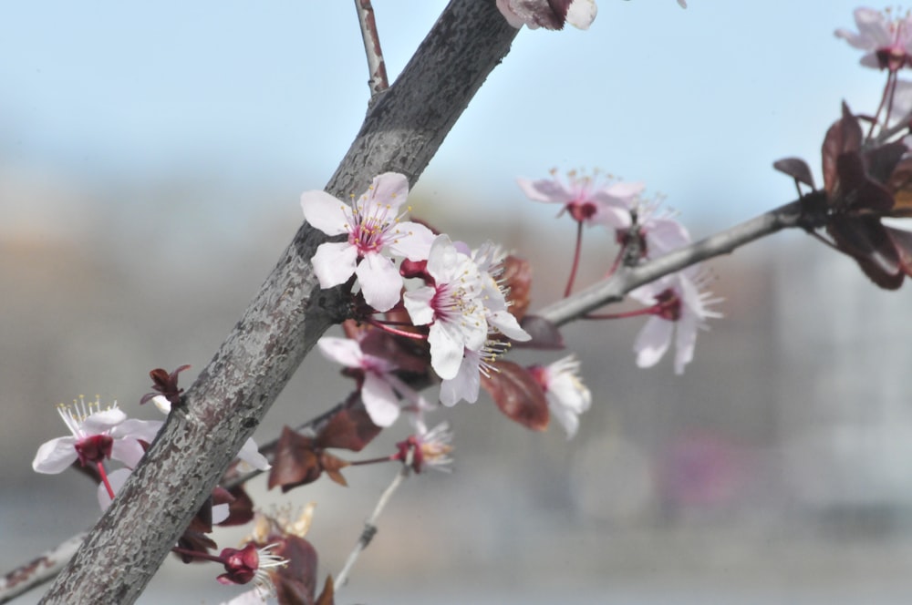 a close up of a branch with flowers on it