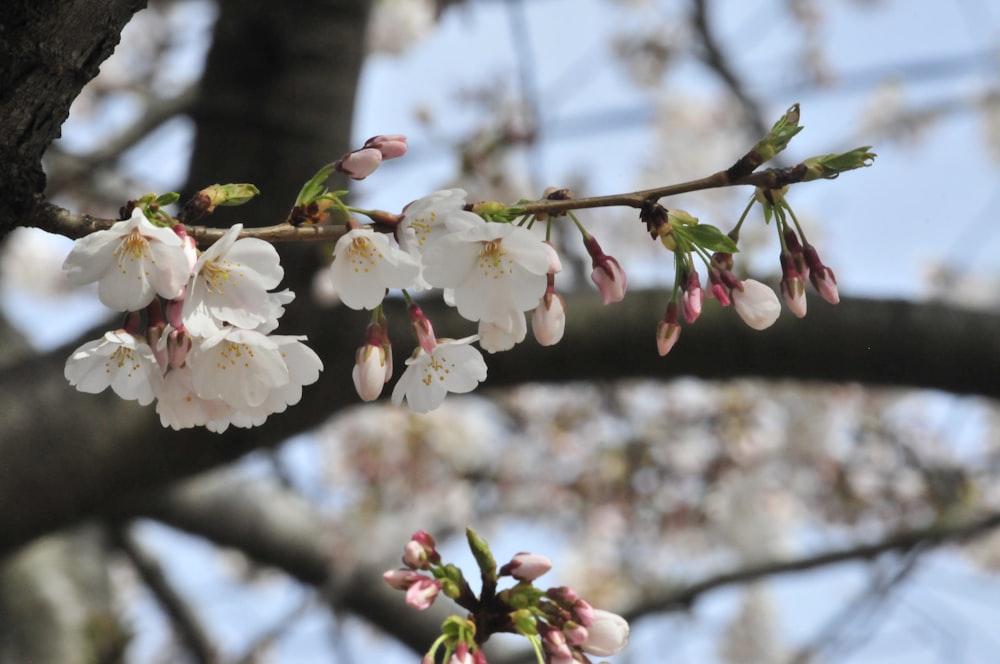 a branch of a cherry tree with white flowers