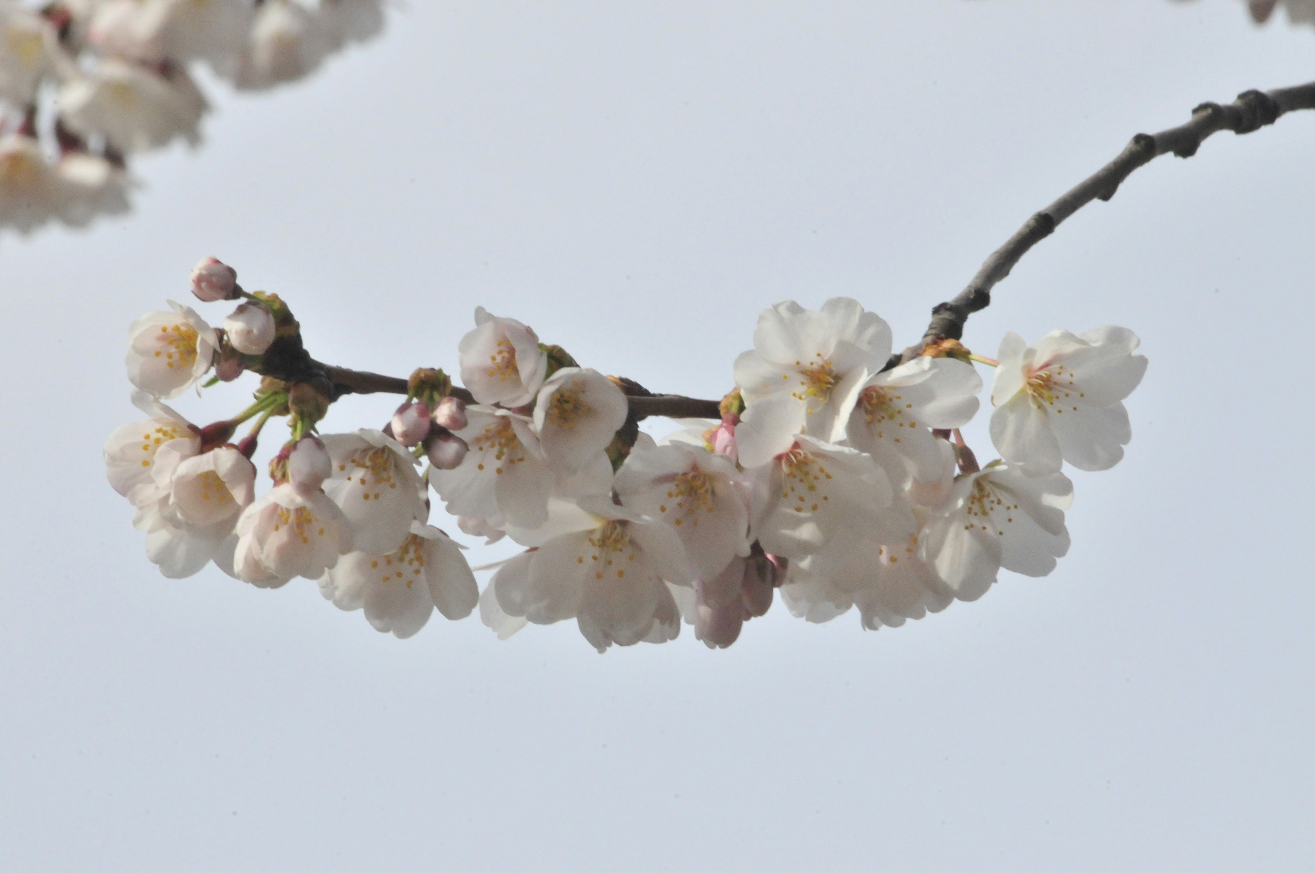 Photo by adrianswtam