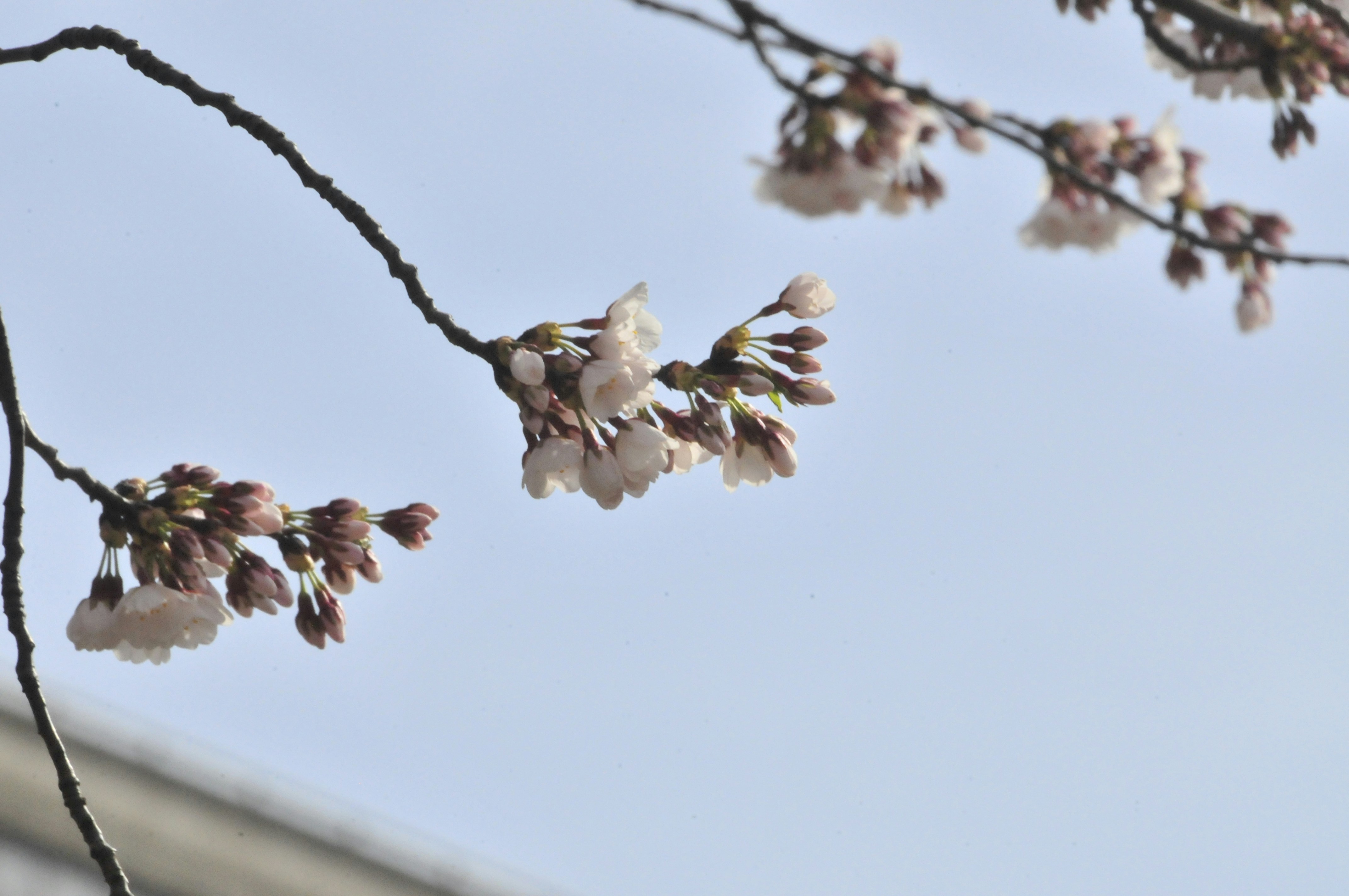 a branch of a tree with white flowers, 
