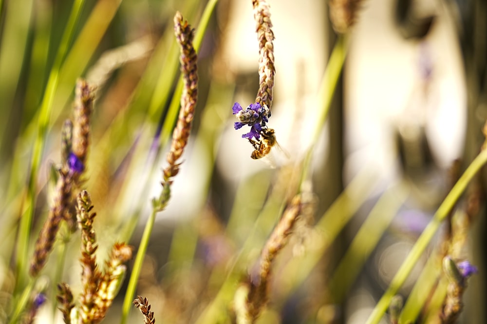 a close up of a plant with purple flowers