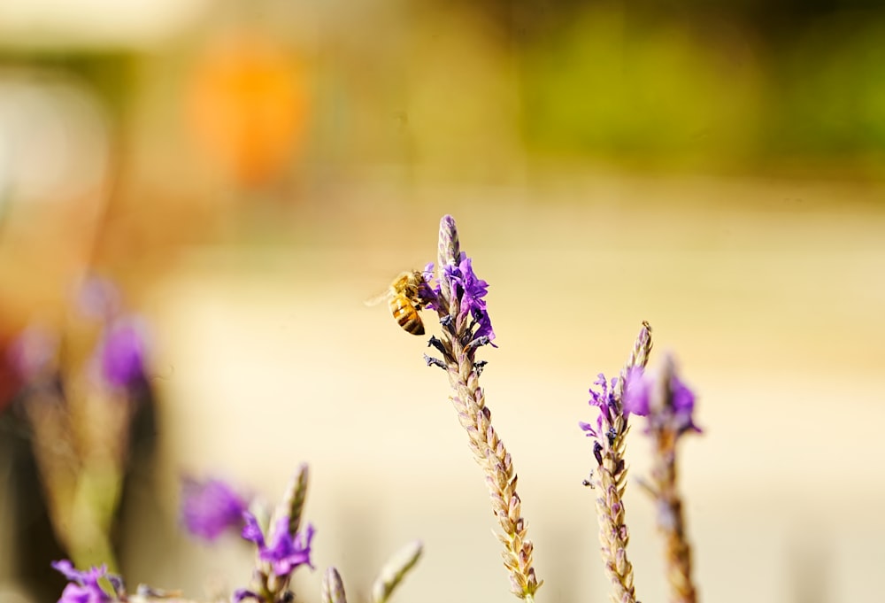 a close up of a bunch of flowers with a blurry background