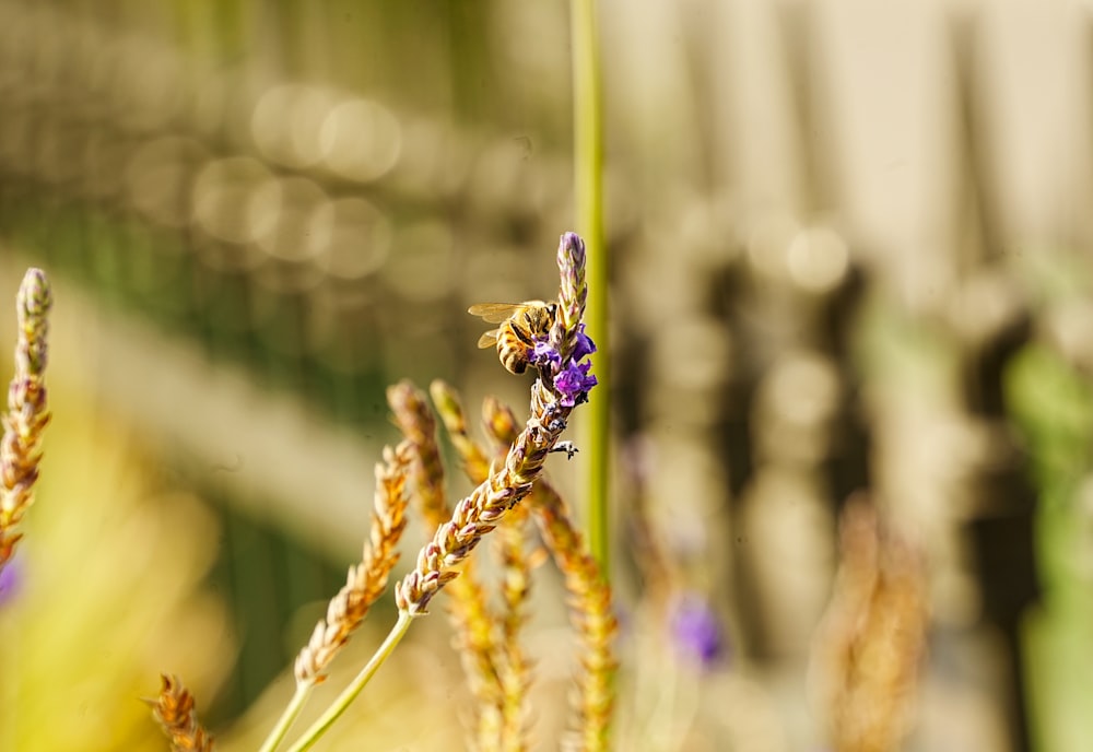 a close up of a plant with a blurry background