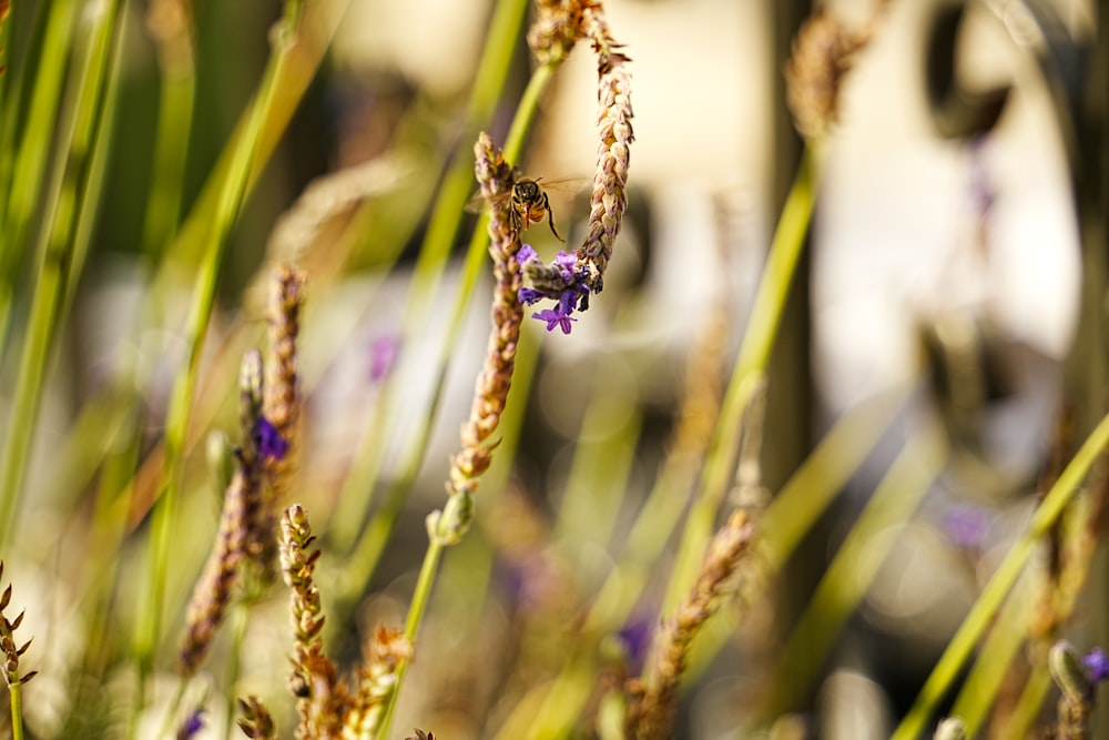 a close up of a plant with purple flowers