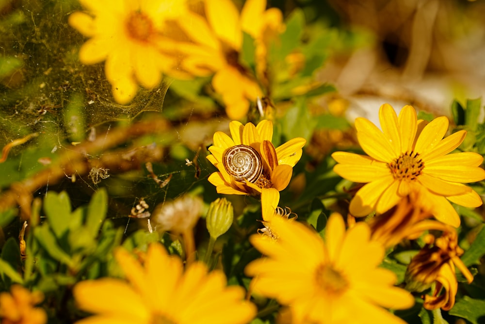 a close up of a bunch of yellow flowers