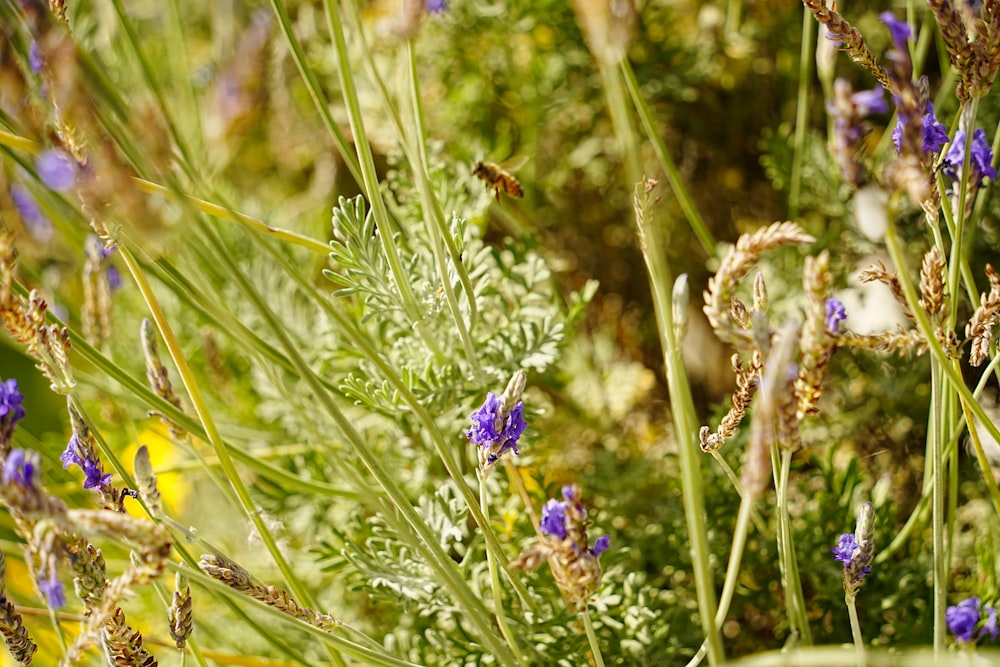 a close up of a bunch of flowers in a field