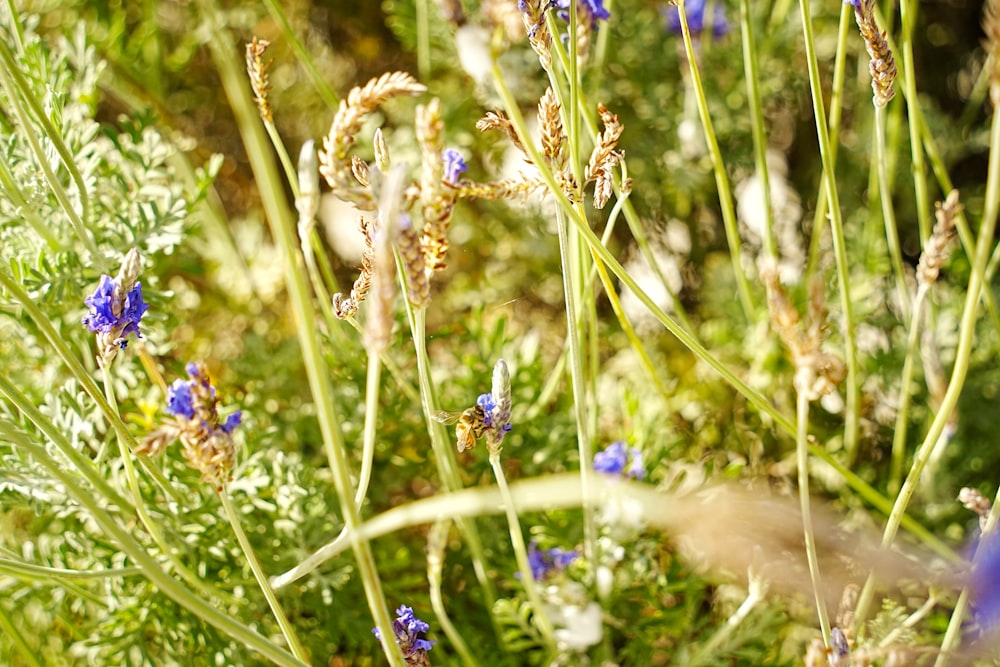 a close up of a bunch of flowers in a field