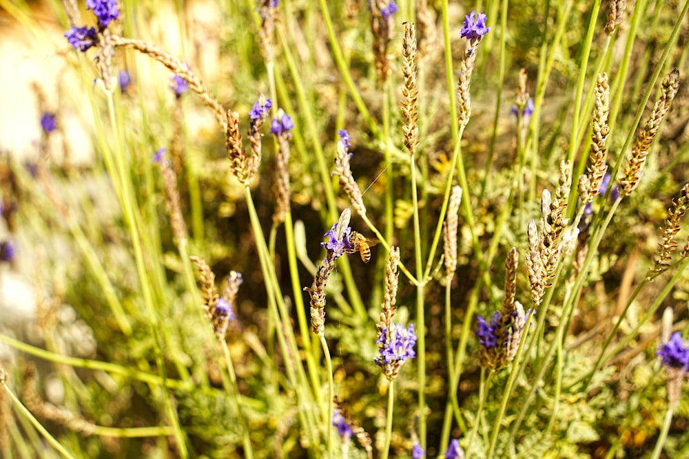 a close up of a bunch of purple flowers