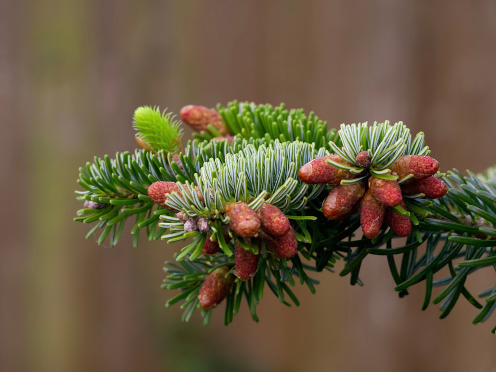 a close up of a pine tree branch with cones