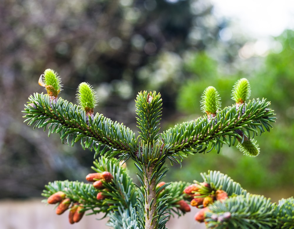 a close up of a pine tree with cones