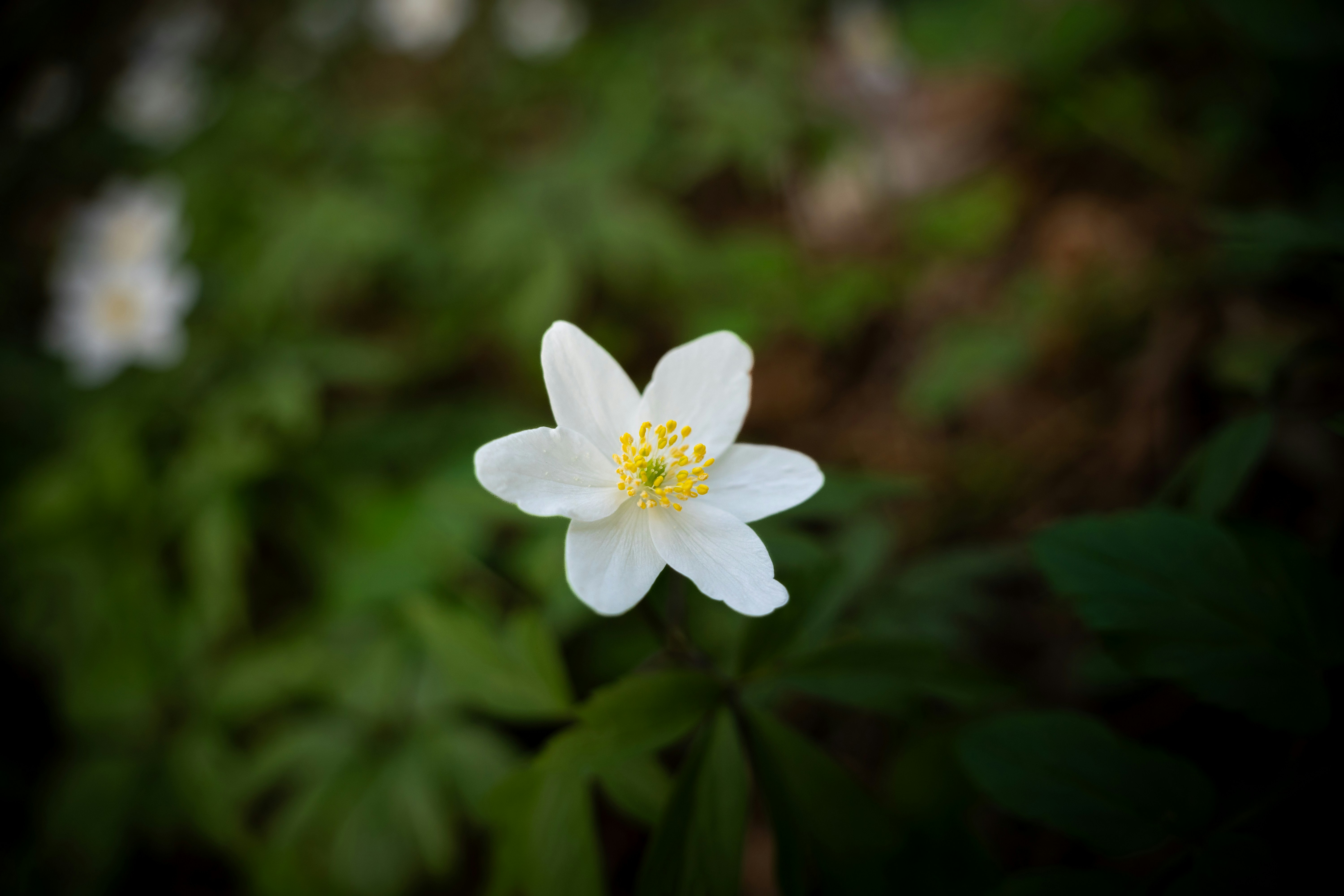 Photo by misha_blivi